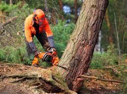 Leaf Removal in Fruitland, IA